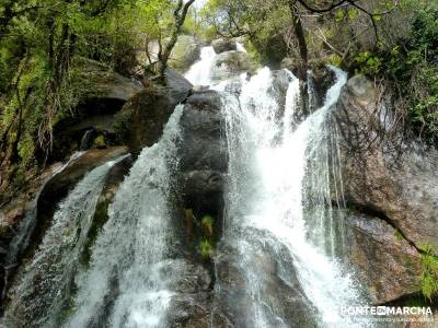 Cerezos flor Jerte; Nogaleas; rutas senderismo sierra de madrid; fruto del tejo;tejo taxus baccata